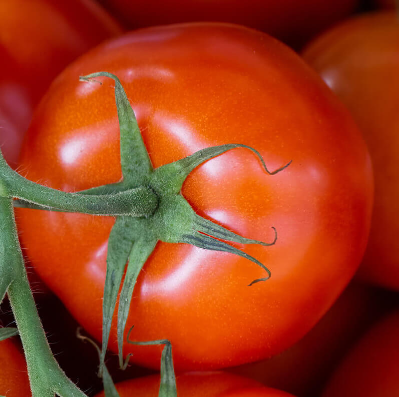 Tomato